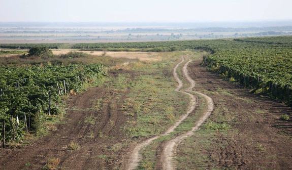 Ростовское «Каберне» получило золотую медаль на саммите виноделов  1